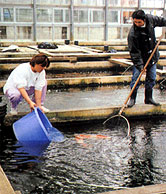 Mano brothers picking up a 4-year-old Kohaku.