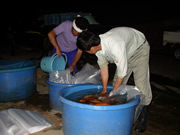 They start packing Koi at 4AM in the morning.