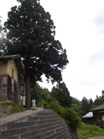 Genjiro cedar 300 years old