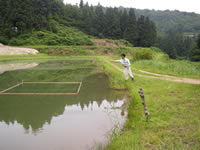 Mr. Kobayashi feed Koi.