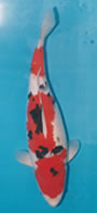 *pic6 Sadazo Sanke won at All Japan Koi show.