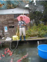 In October, Koi are pulled out of mud ponds and displayed in about 10t (2500 gal.) ponds for buyers. Mr. Tomono is happy with the harvest.
