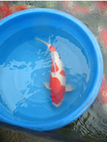 Kansuke Kohaku grew 28 in 3 years. Most of his Koi are sold at the age of 2. The 2 year-old Koi are relatively thin. But they will gain such distinguished body conformation with their growth. Mr. Tomono hopes that hobbyists who obtained his Koi challenges this body conformation.