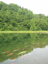 Ponds that keep hobbyists' Koi in Niigata Many hobbyists in Japan leaves Koi to excellent breeders in order to win grand champions. They keep 20-30 Koi in 0.5-2 Acres ponds. It usually costs $300-$1000 for one season, sometimes $2000 for a special Koi.