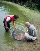 Kodama examines excellent selections of Koi that went through 4 strict culling of Mr. Tomono.