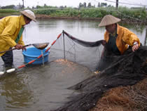 Pulling fry out of the mud ponds