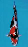 Kokugyo prize winner at the 15th All Japan Young Nishikigoi Show He breeds many top prize winners at top Koi shows. His Koi is popular for the high quality of white, black and red.