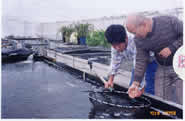 Kodama and Mr. Takahashi checking quality of Koi