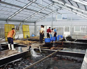 People working to ship Koi at the farm