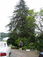 There was a big Koi pond in from of a big tree of Japanese cypress that has sit since Meiji era (1868 -1912).