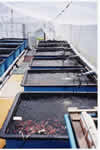 Koi spend winter in this greenhouse.