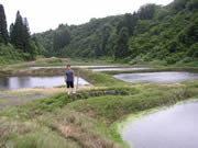 A part of his mud ponds where he releases 400,000 fry