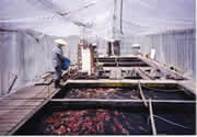 Shipment pond. Before the shipment, Koi are held here separately for the inspection of the health.