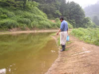 2004/6/22 I had a chance to observe 15 days old fry. This pond has 20000 fry.