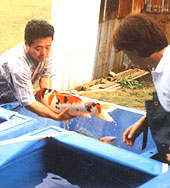 "Ikeage" - seining 3-year-old Matsunosuke out of mud pond.
