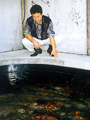 Mr. Toshiyuki watches over 500 2-year-old koi just pulled out of a mud pond in the fall.