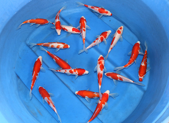 Wholesale Koi Fish, Food, Medicine 
