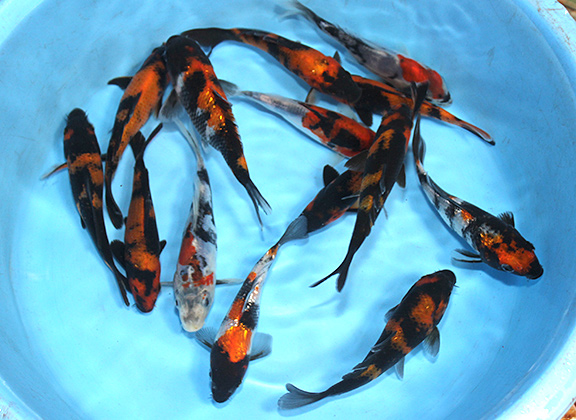 Wholesale Koi Fish, Food, Medicine, Supplies - Japan Wholesale