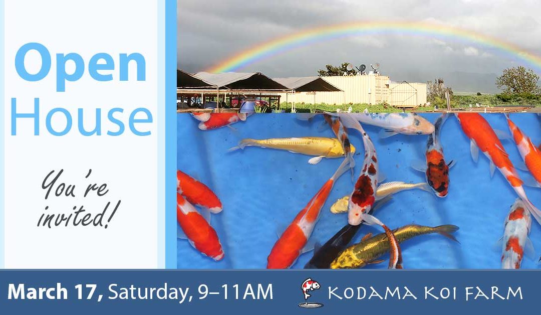 March Open House at the Koi Farm – Saturday, 3/17/18