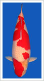 kohaku koi