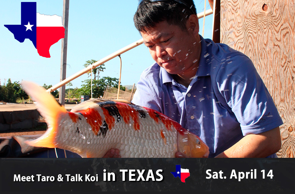 Talk Koi with Taro in Texas – 4/14(Sat.)