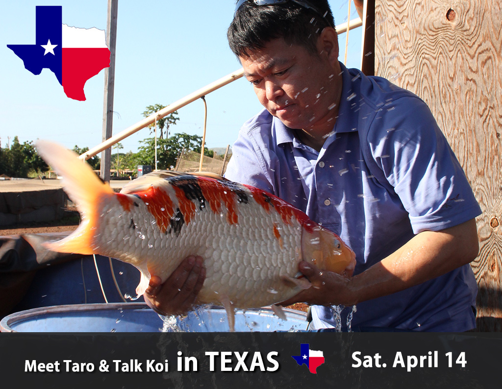 Talk Koi with Taro in Texas – 4/14(Sat.)