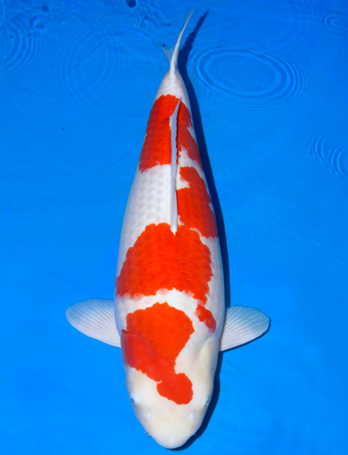 What is a Nishikigoi? - Koi Fish History Explained and Meaning