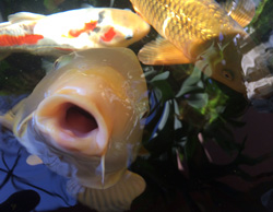 How To Care For Your Koi Fish After Receiving It - Kodama Koi