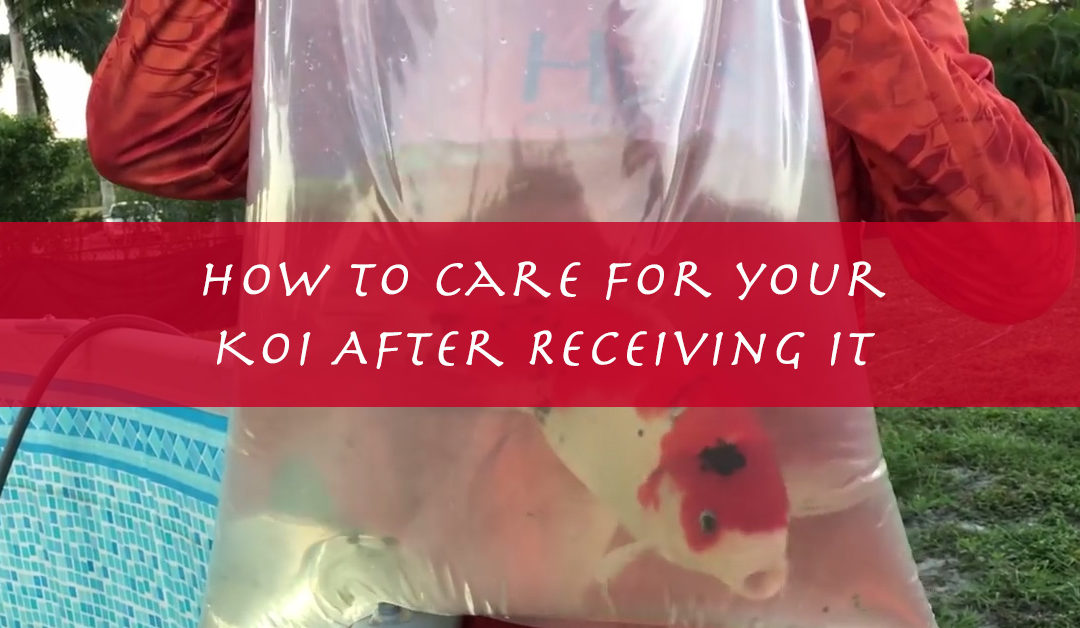 How To Care For Your Koi Fish After Receiving It