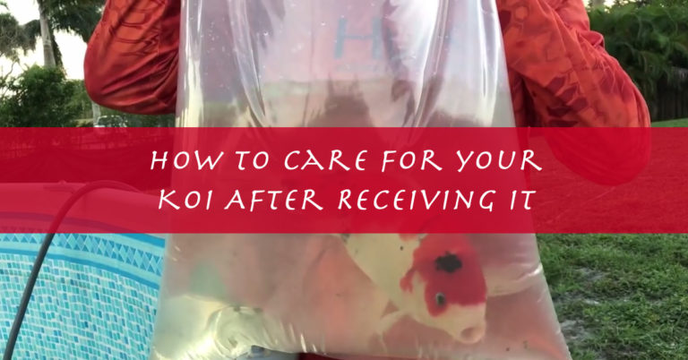 How To Care For Your Koi Fish After Receiving It
