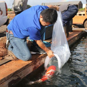 How To Care For Your Koi Fish After Receiving It - Kodama Koi