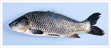 black carp