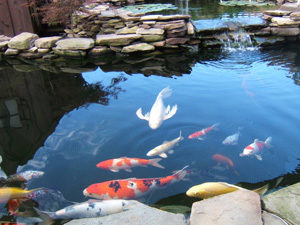 nishikigoi swimming in pond