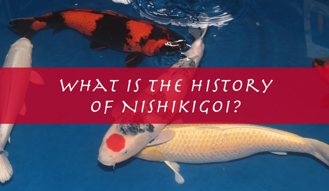 What is a Nishikigoi? – Koi Fish History Explained and Meaning