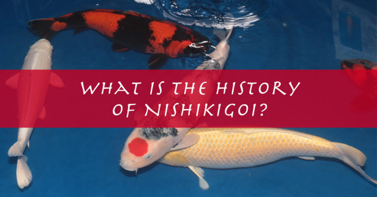 What is a Nishikigoi? – Koi Fish History Explained and Meaning
