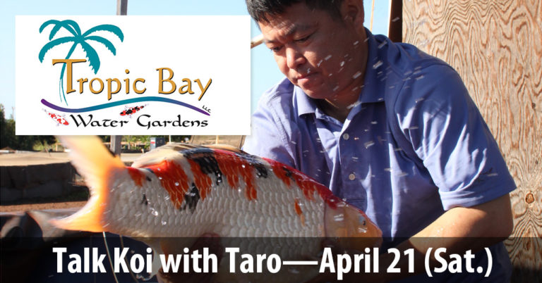 Meet Taro at Tropic Water Garden