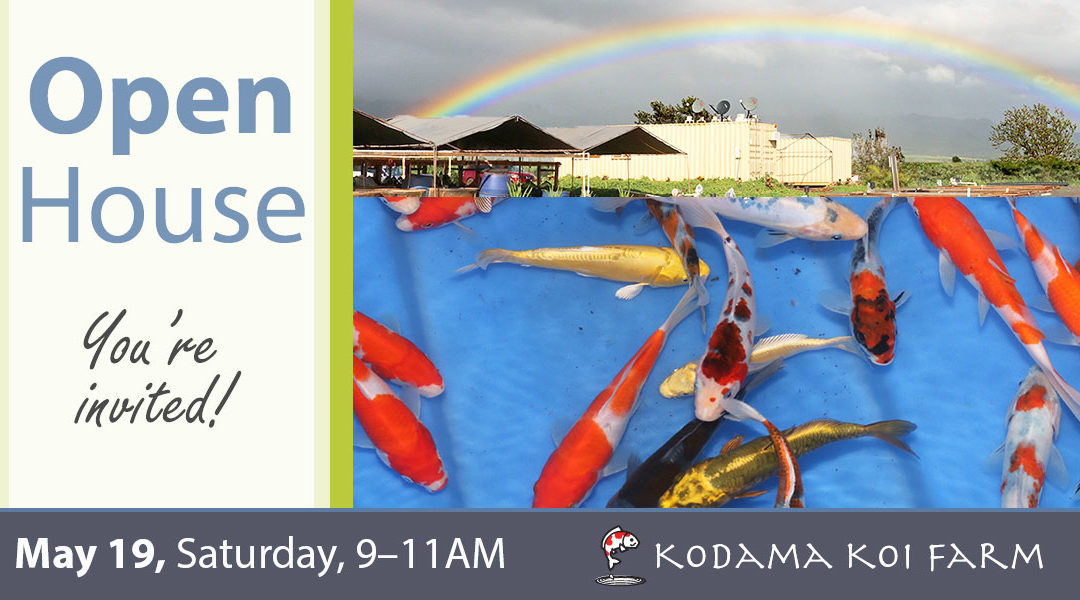 May Open House at the Koi Farm – Saturday, 5/19/18