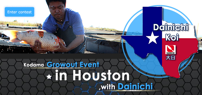 Kodama Growout Event in Houston with Dainichi