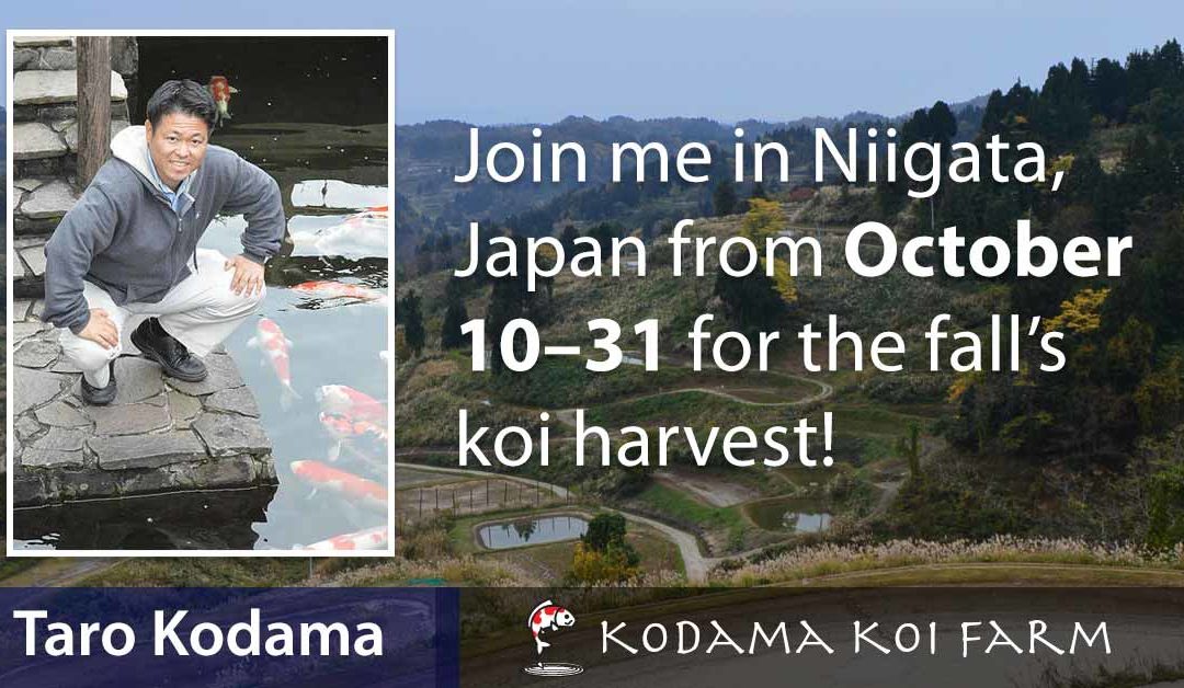 Join Taro for the Niigata koi tour—Oct 10–31