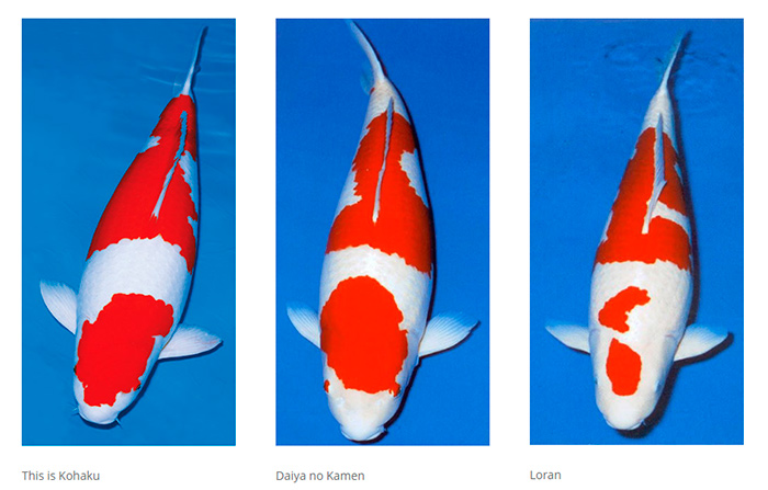 3koi-700