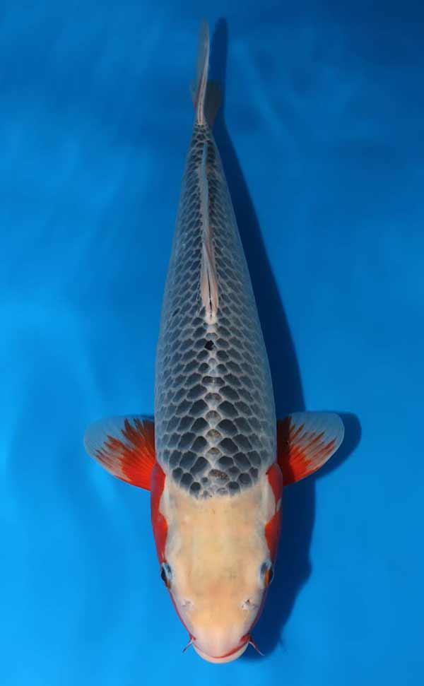 Doitsu Variety - The beauty of no scales