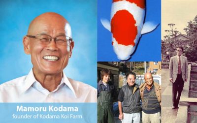 Mamoru Kodama—A Man with Passion and Challenge for Nishikigoi