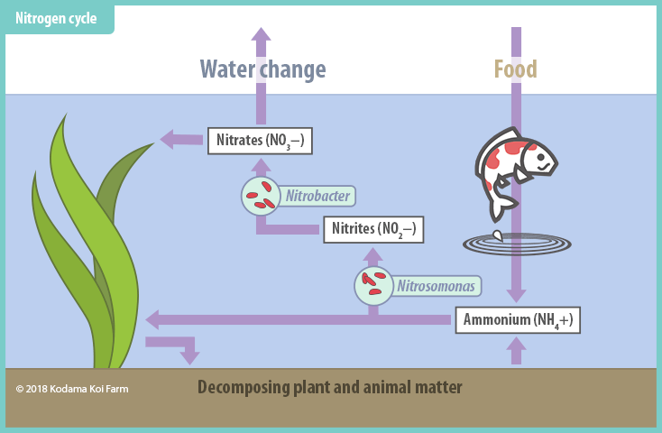 Tips for Improving the Nitrogen Cycle in your Koi Pond