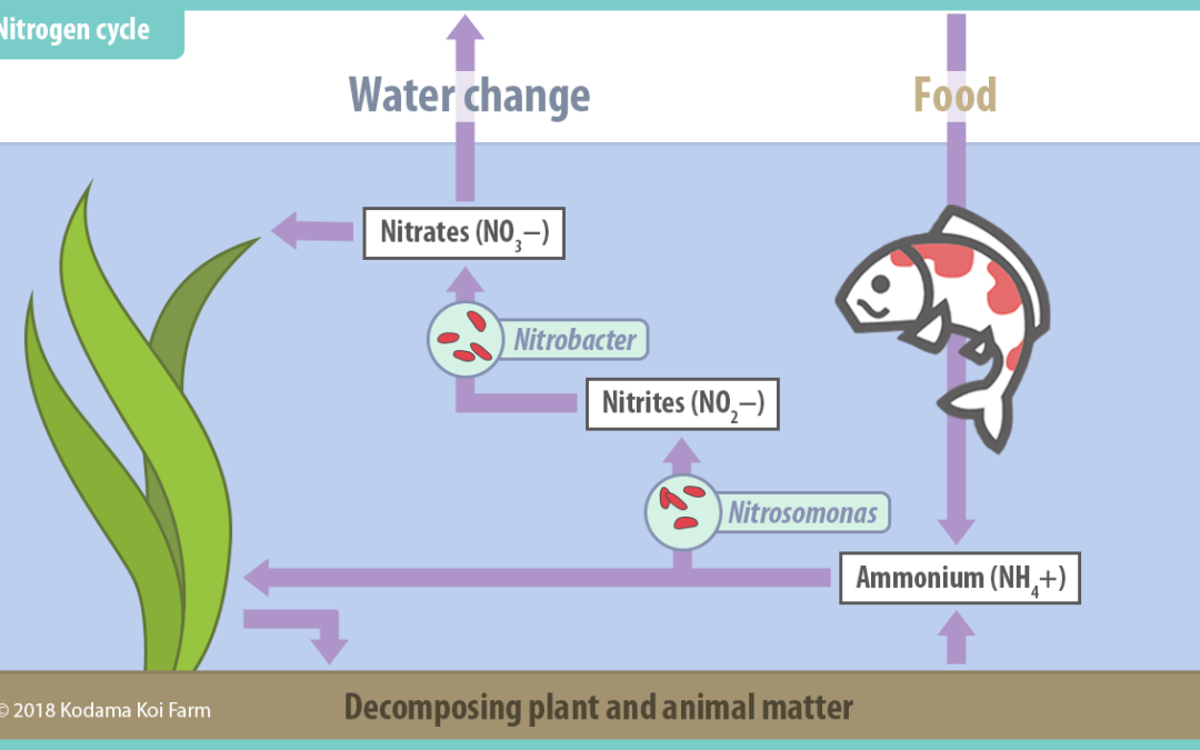 Tips for Improving the Nitrogen Cycle in your Koi Pond