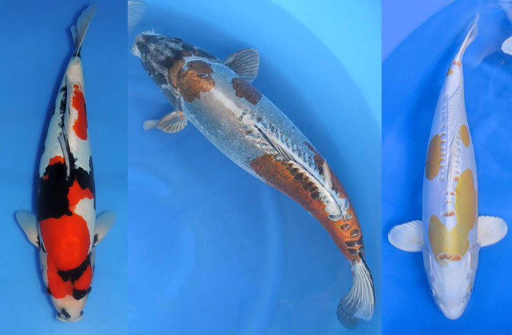 Doitsu Variety – The beauty of no scales