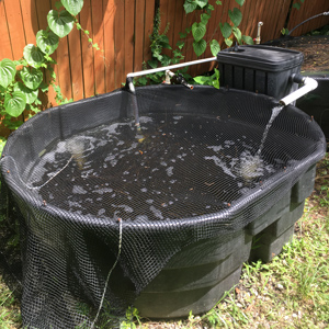 koi quarantine tank setup