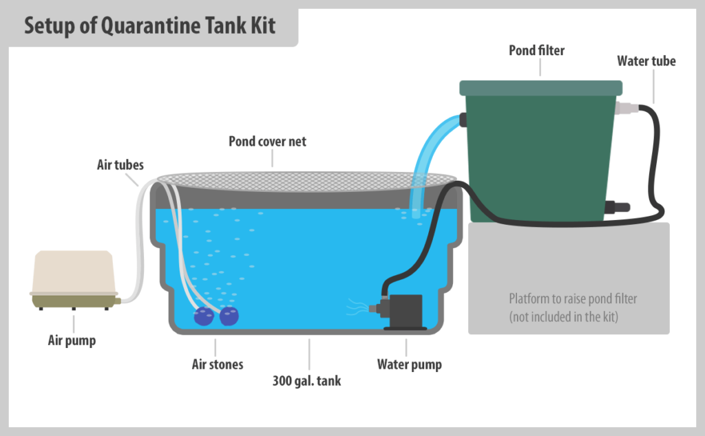 Koi Quarantine Tank Setup And Procedures