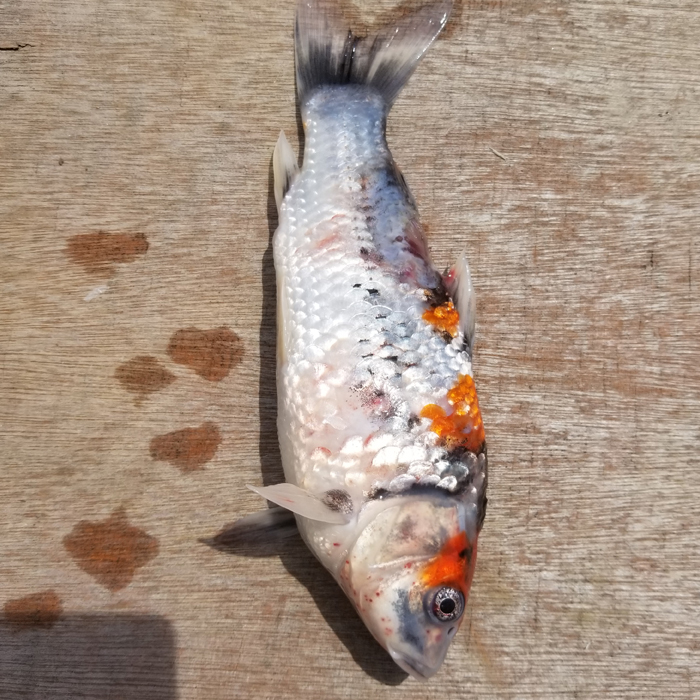 Help Is My Koi Sick Diagnose Symptoms And Koi Fish Diseases With