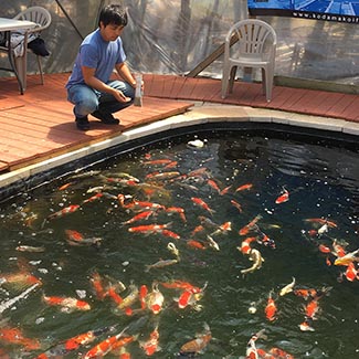 koi carp fry for sale