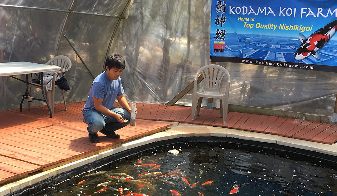 HELP, Is My Koi Sick?!? – Diagnose Symptoms & Koi Fish Diseases with FREE Health Checklist